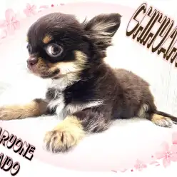 【 チワワ 】生後100日体重968g！おトイレ成功率も高めなチョコレートチワワ