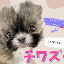 【 チワズー 】レア度高めな希少MIX犬、愛嬌たっぷり鼻ぺちゃ天使が降臨！