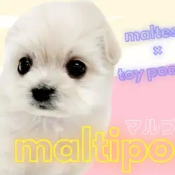 【 マルプー 】MIX犬人気No.1！誰もが憧れる究極のぬいぐるみわんこ登場！