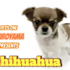 【 チワワ 】特別感たっぷりのカラーをまとった手乗りサイズの甘えんぼガール