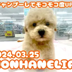 【 ビションプー成長ログ 】シャンプーしてモコモコ度UP！