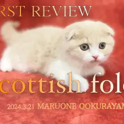 【 スコティッシュフォールド 】見事な丸顔！丸みボディ！全部が丸い垂れ耳CAT！