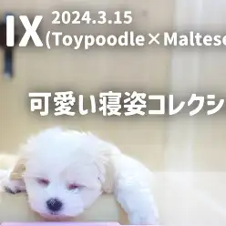 【 マルプー成長ログ 】可愛い寝顔コレクションをご紹介！！