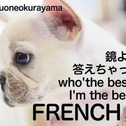 【 フレンチブルドッグ 】ブリンブリンのクリーム系ムチムチレディー登場！