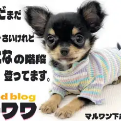 【 チワワ 】体重1kgの小柄！温厚で抜群の手入れ慣れ、飼いやすい理由もあり？