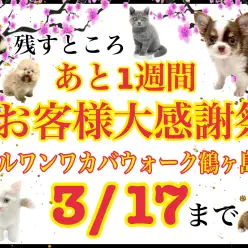 【 お知らせ 】残すところ後1週間！鶴ヶ島店お客様大感謝祭