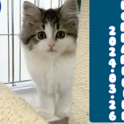 【 サイベリアン成長ログ 】キャットタワーに登ったよ！