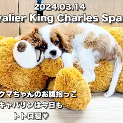 【 キャバリア成長ログ 】歴代キャバリアちゃんの可愛いお昼寝スタイルはこれっ！