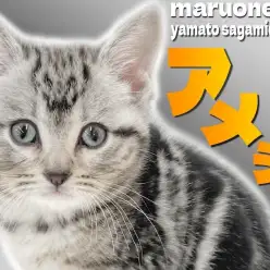 【 アメリカンショートヘア 】王道を行く人気！目尻のクレオパトララインに見惚れる