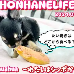 【 チワワ成長ログ 】ねぇねぇっ！みんなはどこから食べるの？！教えてっ！