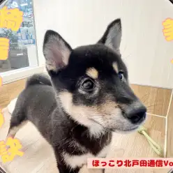 【 ほっこり北戸田通信Vol.14 】美人柴ちゃん!綺麗を保つ秘訣
