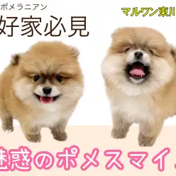 【 ポメラニアン 】癒し効果絶大のポメスマイル！たぬき顔の女の子登場！