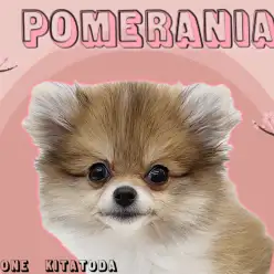 【 ポメラニアン 】たぬきでもキツネでもない！唯一無二のポメラニアン
