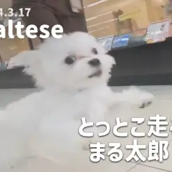 【 マルチーズ成長アルバム 】とっとこ走るよぉーまる太郎！！