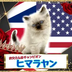 【 ヒマラヤン 】名前は知ってるけどなかなか会えないレアキャット