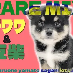 【 MIX 】オンリーワンな魅力たっぷり！チワワと豆柴のミックス犬チワ豆登場！