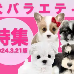 【 犬バラエティ特集 】3/21現在在店中のバラエティわんちゃんたちをご紹介！