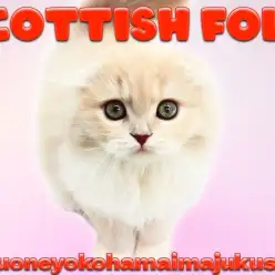 【 スコティッシュフォールド 】生後3ヶ月の垂れ耳で丸顔なクリームタビーの女の子