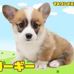 【 コーギー 】胴長短足で丸っこい体が可愛いレッド＆ホワイトカラーの女の子