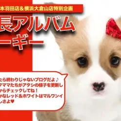 【 コーギー 】マルワン本羽田店「桃尻娘」の成長記録！