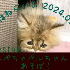 【ペルシャ成長ログ】鼻ぺちゃペルちゃんとあそぼ！