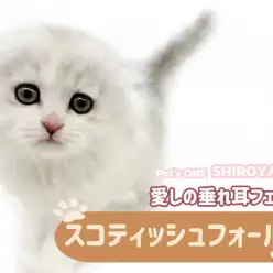 【 スコティッシュフォールド 】まん丸フェイスに癒されるシルバーカラーの男の子