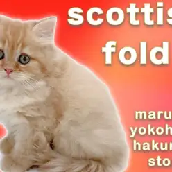 【 スコティッシュフォールド 】美しいレッドタビーのゴージャスで元気な男の子！