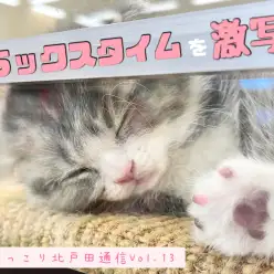 【 ほっこり北戸田通信Vol.13 】目を惹かれるその寝顔を激写！