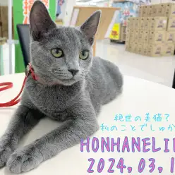 【ロシアンブルー成長ログ】絶世の美猫？私のことでしゅか？