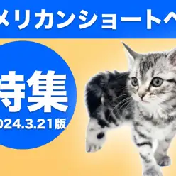 【 アメリカンショートヘア特集 】3/21現在在店中のアメショちゃんをご紹介！