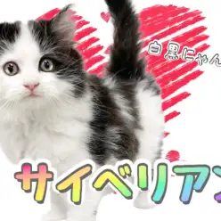 【 サイベリアン 】黒と白のコントラスト！クールな見た目を覆すパワフルにゃんこ