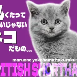 【 ブリティッシュショートヘア 】まん丸フォルムがたまらない!大人気王道カラー