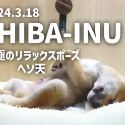 【 柴犬成長ログ 】究極のリラックスポーズ！ヘソ天でスヤスヤ眠るしばおくん！