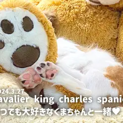 【 キャバリアの成長ログ 】いつでも大好きなくまちゃんと一緒が良いの！