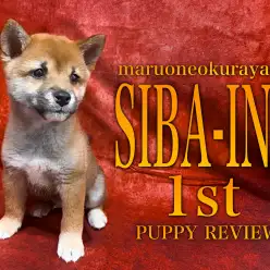 【 柴犬 】パピー期ならではのチャームポイント！困り顔と可愛い泥棒ヒゲ！