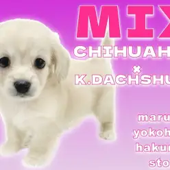 【 MIX 】パパとママのいいとこ取り！遊び好きなあざと男子の登場！
