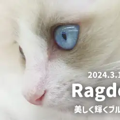 【 ラグドール成長ログ 】美しく輝きを放つ神秘的な青い瞳！
