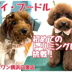 【 トイ・プードル 】濃厚レッドトイプーちゃんはじめてのトリミングに挑戦！