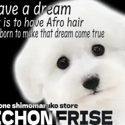 【 ビションフリーゼ 】社交性抜群！将来有望の天真爛漫なアイドル爆誕！