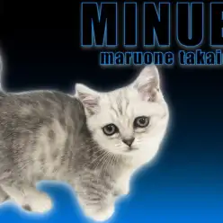 【 ミヌエット 】チンチラシルバーの短足にゃんこ!食欲旺盛で甘えん坊な男の子!