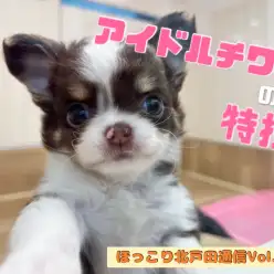 【 ほっこり北戸田通信Vol.11 】カメラ目線の達人チワワ！