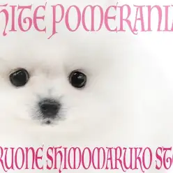 【 ポメラニアン 】超人気の白たぬきポメ！更に小さめサイズでスター街道まっしぐら