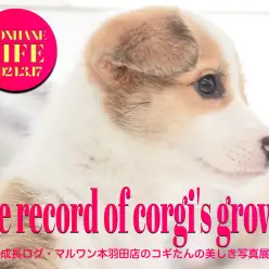 【 コーギー成長ログ 】コギたんの美しきフォトグラフィー・生後78日目の記録