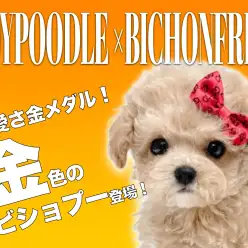 【 MIX 】この可愛さ半端ない！抱き心地抜群な綿あめビションプー！