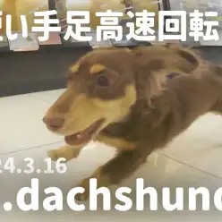 【 ダックス成長ログ 】短い手足高速回転！！！ビュンビュン走るだっちゃん！