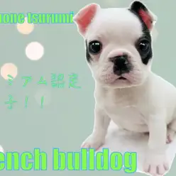 【 フレンチブルドッグ 】マルワンプレミアム認定の美男子！！