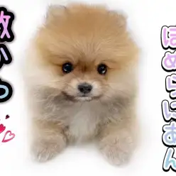 【 ポメラニアン 】爆毛タヌキ顔ポメラニアン！最強で最高に可愛い容姿を大公開！