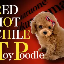 【 トイプードル 】毛量自慢の羊系レッドホット！もこもこ陽気な男の子！