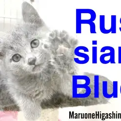 【 ロシアンブルー 】透き通るブルーを纏った将来を夢見る細マッチョ