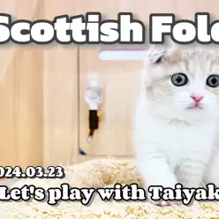 【 スコティッシュフォールド成長ログ 】今日も元気にケリケリしちゃうニャ！